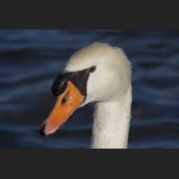 IMG_7602_Schwan_Kopf_crop.jpg