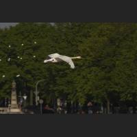 IMG_7648_fliegender_Schwan_crop_crop.jpg