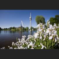 IMG_7924_Schwertlilien.jpg