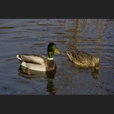IMG_5521_Entenpaar.jpg