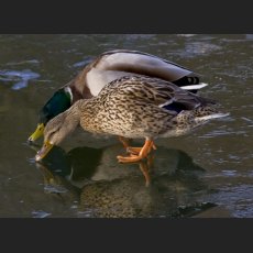 IMG_5615_Entenpaar.jpg