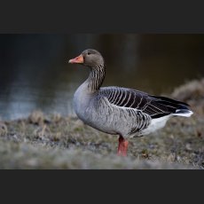 IMG_5740_Wildgans.jpg