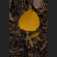 IMG_2697_Herbstblatt_1200.jpg