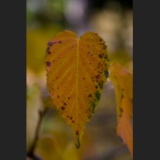 IMG_2709_Herbstblatt_1200.jpg