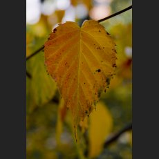 IMG_2712_Herbstblatt_1200.jpg
