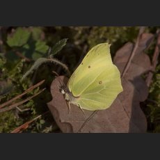 IMG_5978_Schmetterling.jpg