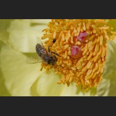 IMG_7811_Botanischer_Garten_Pfingstrose_Honigbiene.jpg