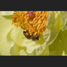IMG_7818_Botanischer_Garten_Pfingstrose_Honigbiene.jpg