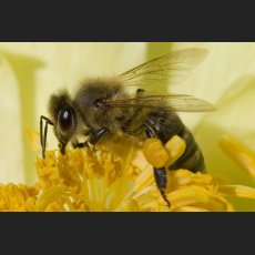 IMG_7839_Botanischer_Garten_Pfingstrose_Honigbiene_1200.jpg