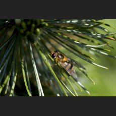 IMG_7869_Botanischer_Garten_Nadelbaum_Wespe.jpg