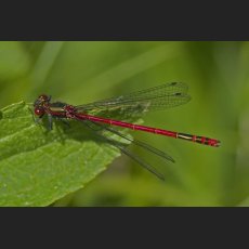 IMG_8010_Botanischer_Garten_rote_Libelle.jpg