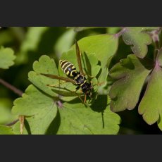 IMG_8021_Botanischer_Garten_Wespe.jpg