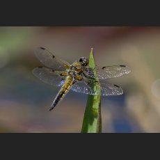 IMG_8034_Botanischer_Garten_Libelle.jpg