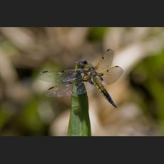 IMG_8051_Botanischer_Garten_Libelle.jpg