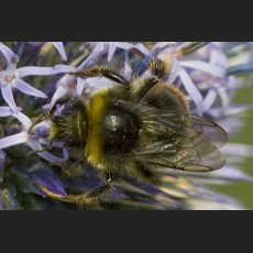 IMG_8741_Schloss_Dachau_Garten_Hummel_1200_crop.jpg
