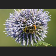 IMG_8746_Schloss_Dachau_Garten_Hummel_1200.jpg