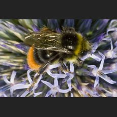 IMG_8746_Schloss_Dachau_Garten_Hummel_1200_crop.jpg
