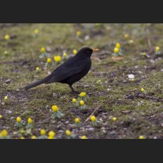 IMG_4931_Amsel_Alter_Botanischer_Garten.jpg