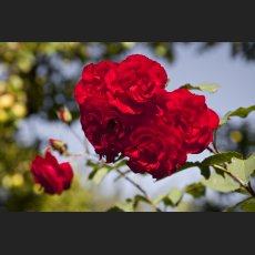 IMG_9045_Schloss_Dachau_Garten_rote_Rose.jpg