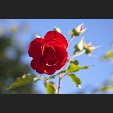 IMG_9049_Schloss_Dachau_Garten_rote_Rose.jpg