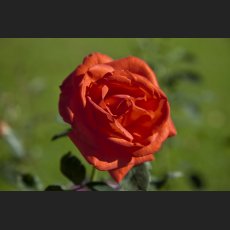 IMG_9070_Schloss_Dachau_Garten_rote_Rose.jpg
