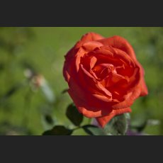 IMG_9076_Schloss_Dachau_Garten_rote_Rose_rechts.jpg