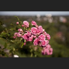 IMG_9088_Schloss_Dachau_Garten_Rosenzweig.jpg