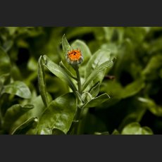 IMG_8184_Ringelblume.jpg