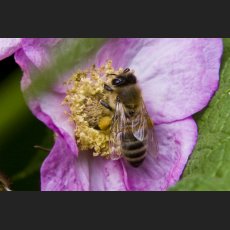 IMG_8673_Biene.jpg