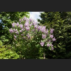 IMG_9374_Flieder.jpg
