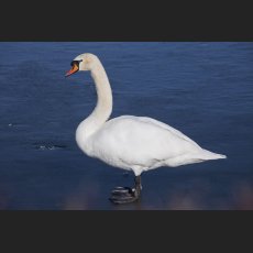 IMG_5321_Schwan.jpg