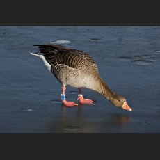 IMG_5359_Gans.jpg