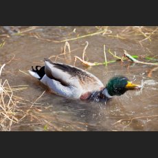 IMG_8464_Ente.jpg