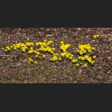 IMG_8476_Winterlinge.jpg
