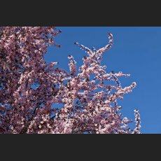 IMG_6589_Kirschbluete.jpg