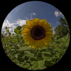 IMG_8998_Fisheye_Sonnenblume_1200.jpg
