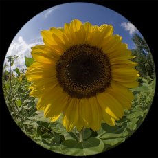 IMG_9001_Fisheye_Sonnenblume_1200.jpg