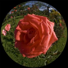 IMG_9097 _Fisheye_rote_Rose_1200.jpg