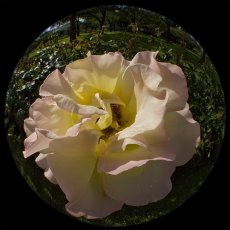 IMG_9123_Fisheye_weisse_Rose_1200.jpg