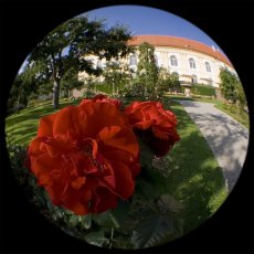 IMG_9124_Fisheye_rote_Rose_Schloss_Dachau_1200.jpg