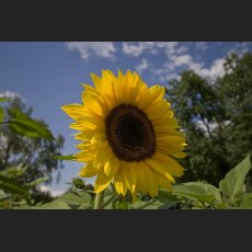 IMG_9047_Sonnenblume_1200.jpg