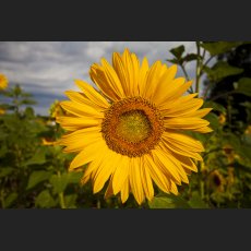 IMG_0453_Sonnenblume.jpg