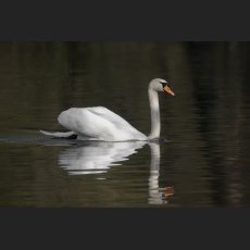 IMG_7248_Schwan_1200.jpg